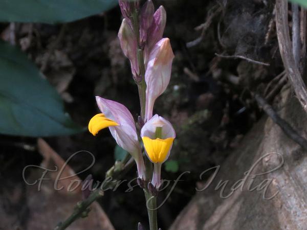 Fever Gymnostachyum